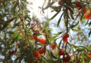 Gojibær – den sunde og lækre superfrugt