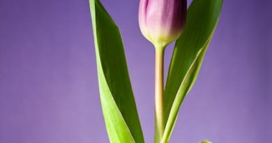 Få ekspertråd til at pleje tulipantræer